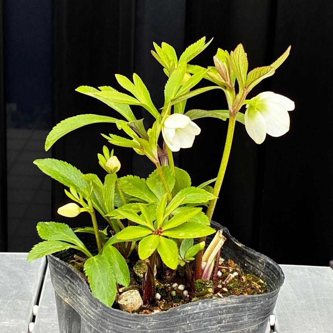 3734☘️タグ付き☘️⭐️ベビードール⭐️超小輪⭐️超コンパクト⭐️横山園芸⭐️