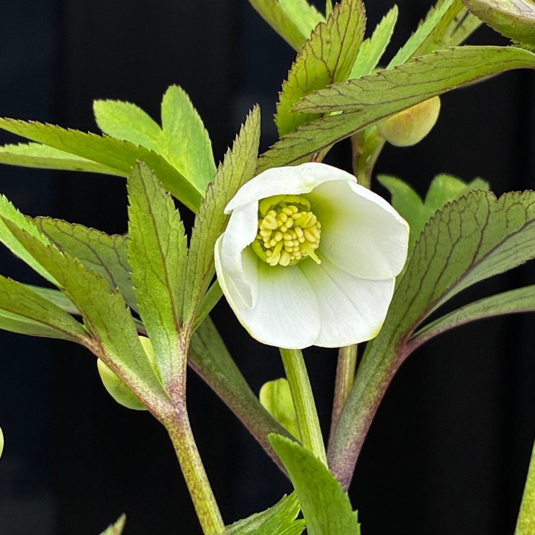 3734☘️タグ付き☘️⭐️ベビードール⭐️超小輪⭐️超コンパクト⭐️横山園芸⭐️