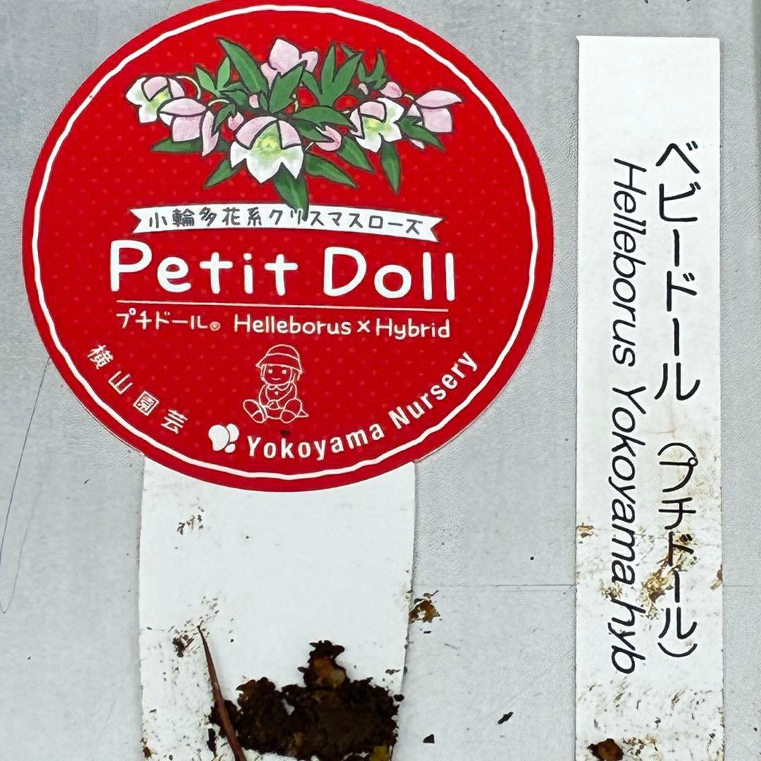 3734☘️タグ付き☘️⭐️ベビードール⭐️超小輪⭐️超コンパクト⭐️横山園芸⭐️