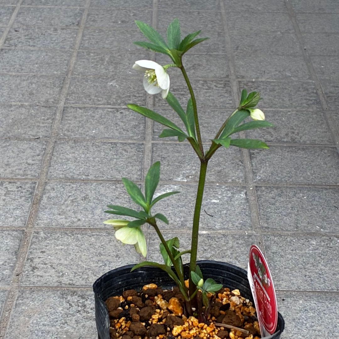 3734☘️タグ付き☘️⭐️ベビードール⭐️超小輪⭐️超コンパクト⭐️横山園芸⭐️