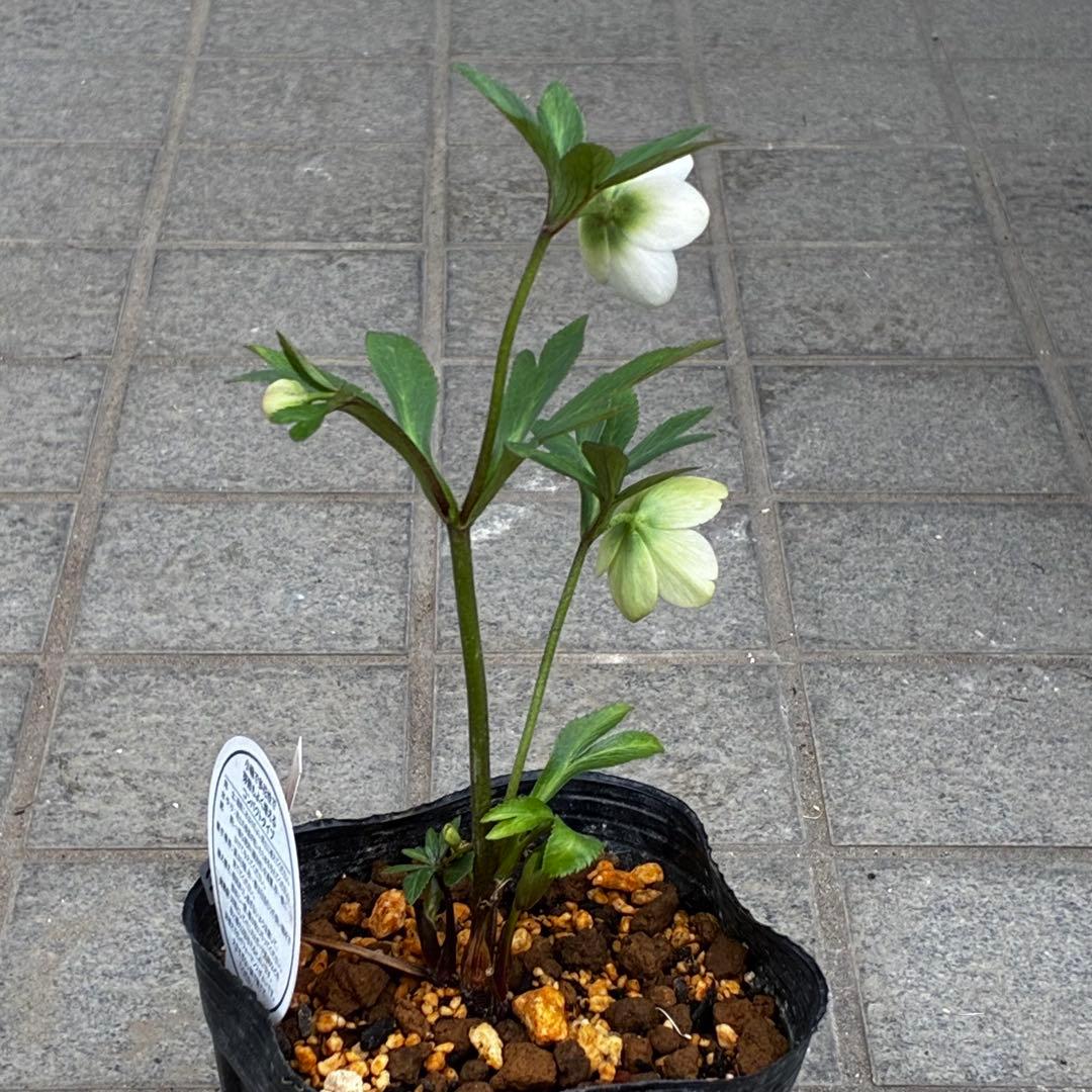 3734☘️タグ付き☘️⭐️ベビードール⭐️超小輪⭐️超コンパクト⭐️横山園芸⭐️