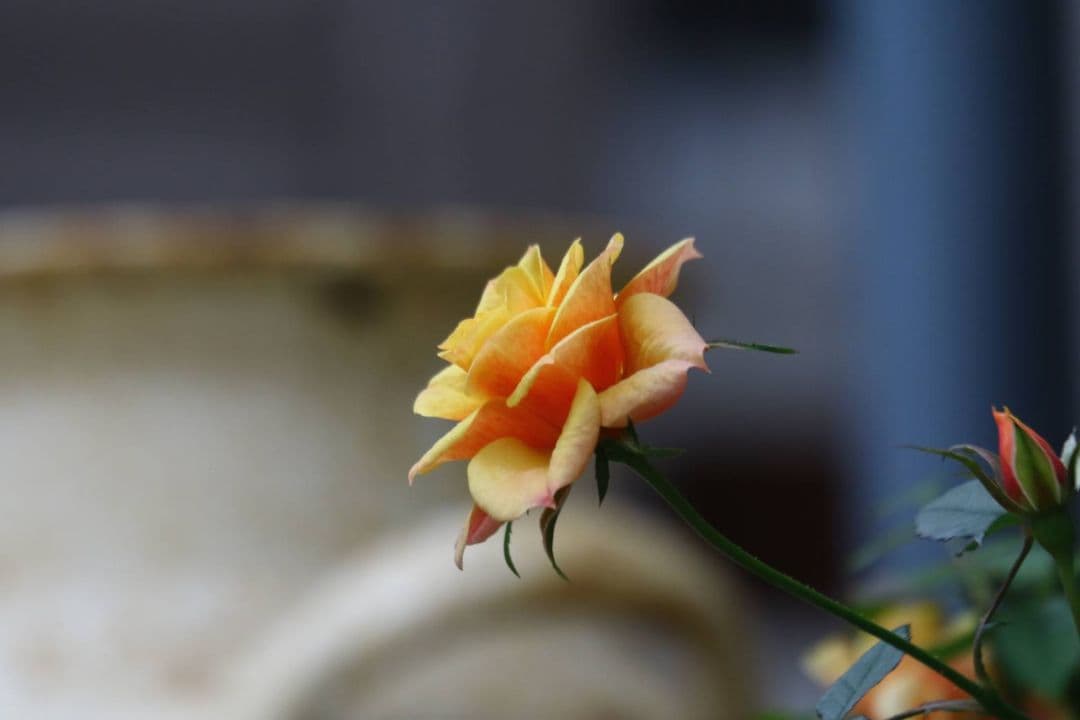 Canon EF 70-300mm F4.5-5.6 DO IS　ジャンク