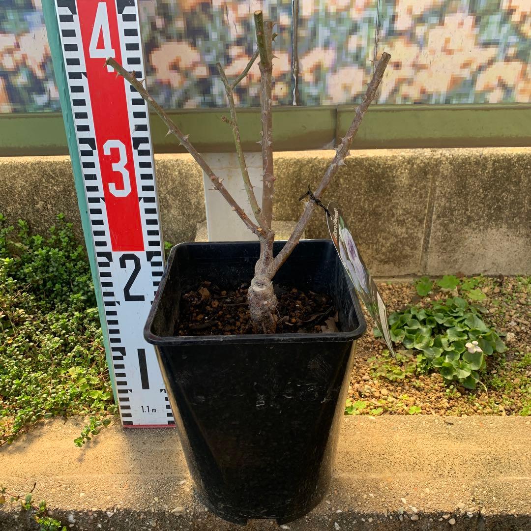 ポルトブルー バラ苗 接木大苗 6号鉢 薔薇 苗