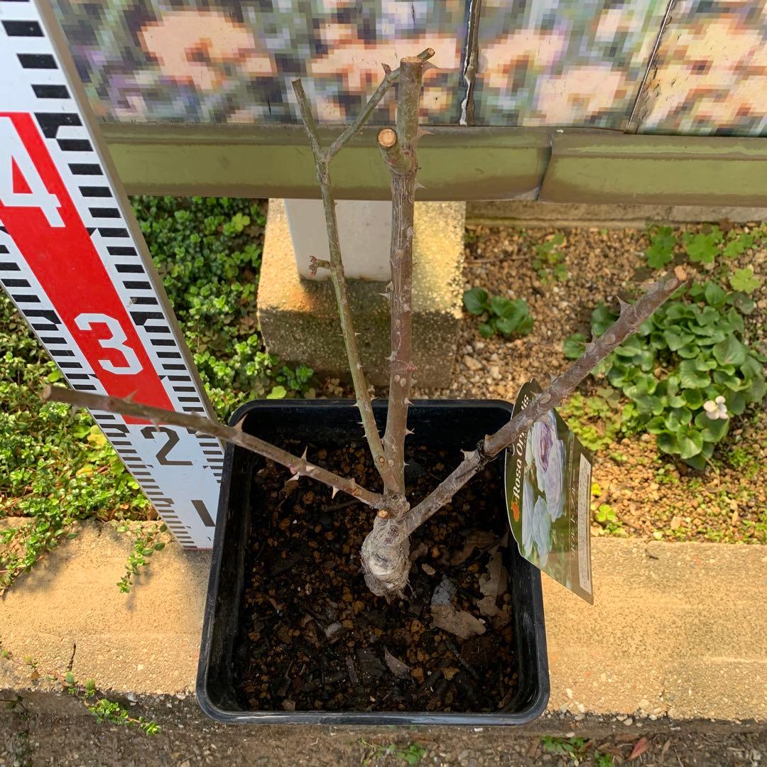 ポルトブルー バラ苗 接木大苗 6号鉢 薔薇 苗