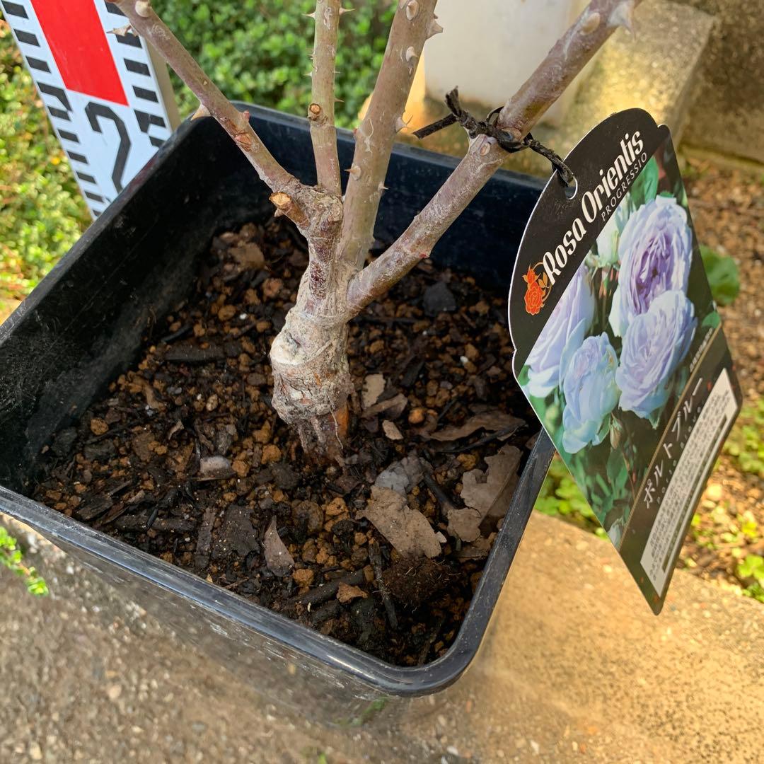 ポルトブルー バラ苗 接木大苗 6号鉢 薔薇 苗