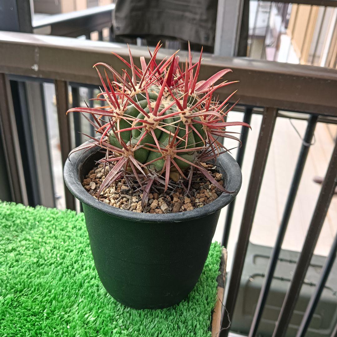 サボテン　フェロカクタス　神仙玉　強刺
