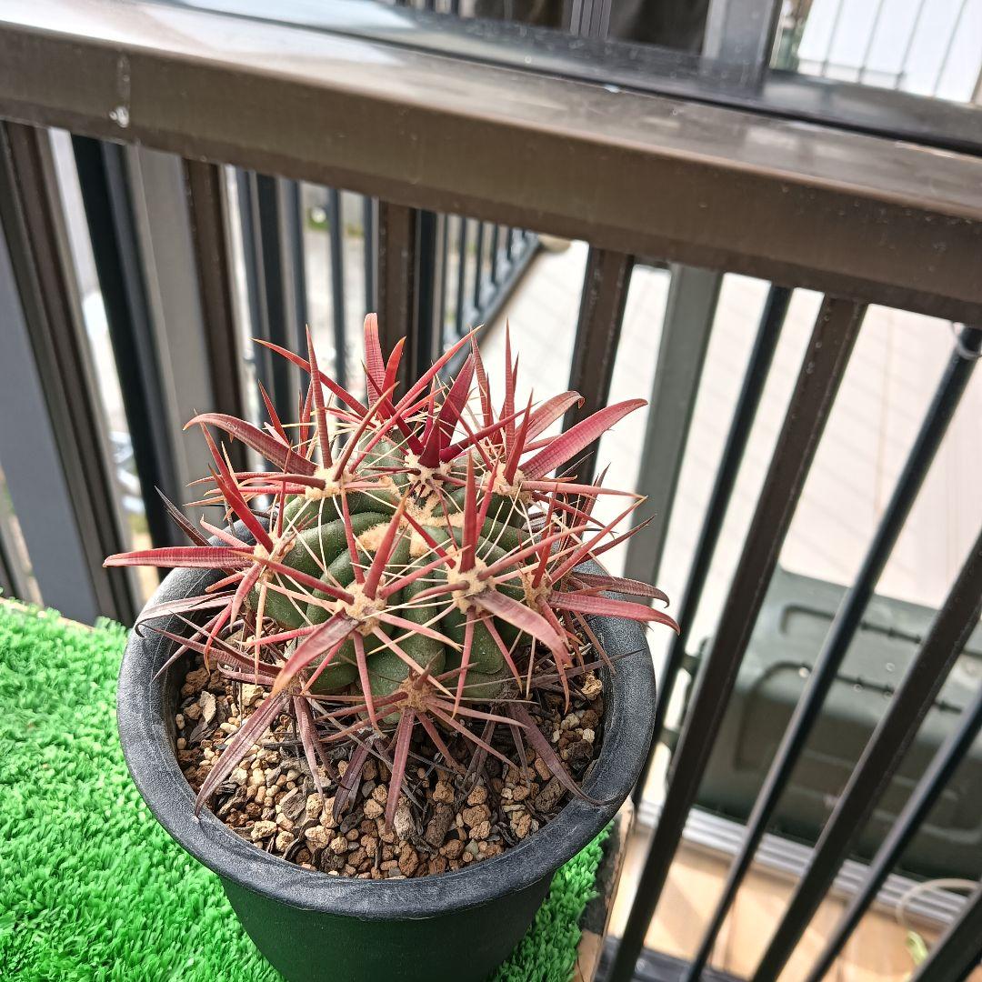 サボテン　フェロカクタス　神仙玉　強刺