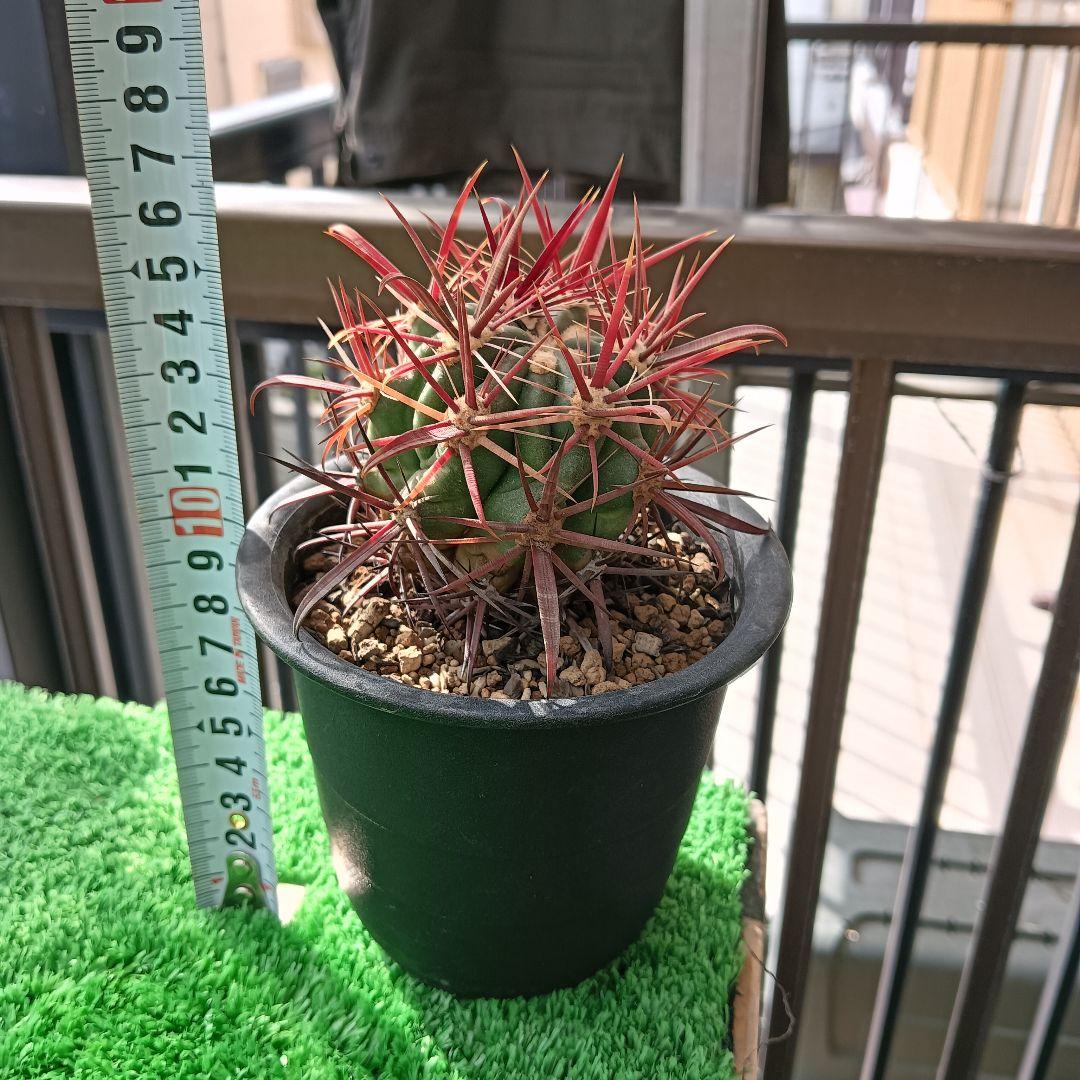サボテン　フェロカクタス　神仙玉　強刺