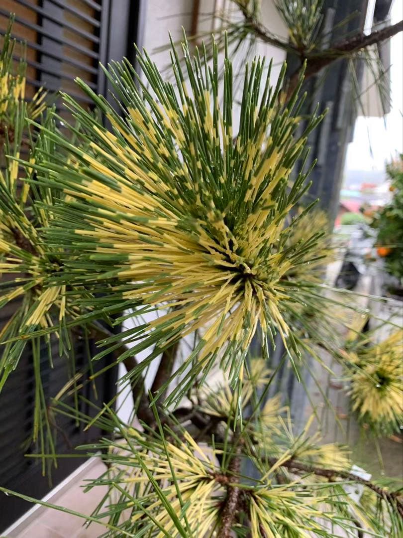 （取り引き限定）希少 蛇の目 五葉松 斑入り 花火 花吹雪