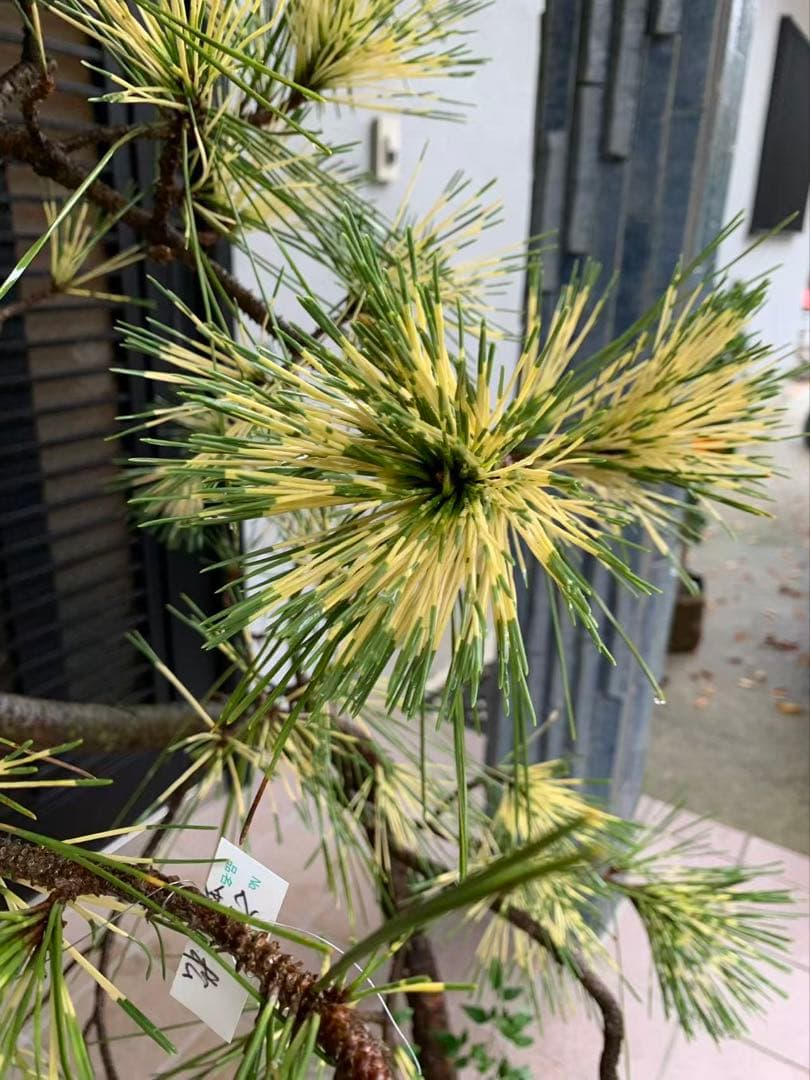 （取り引き限定）希少 蛇の目 五葉松 斑入り 花火 花吹雪