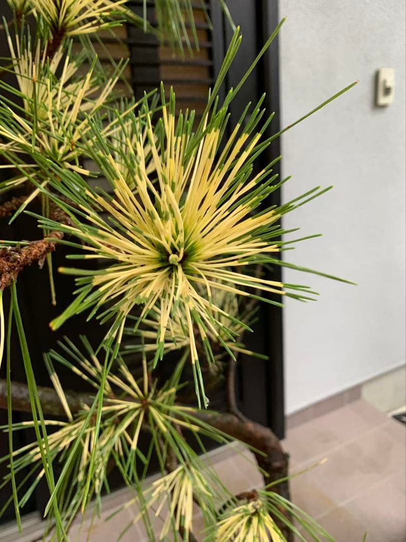 （取り引き限定）希少 蛇の目 五葉松 斑入り 花火 花吹雪