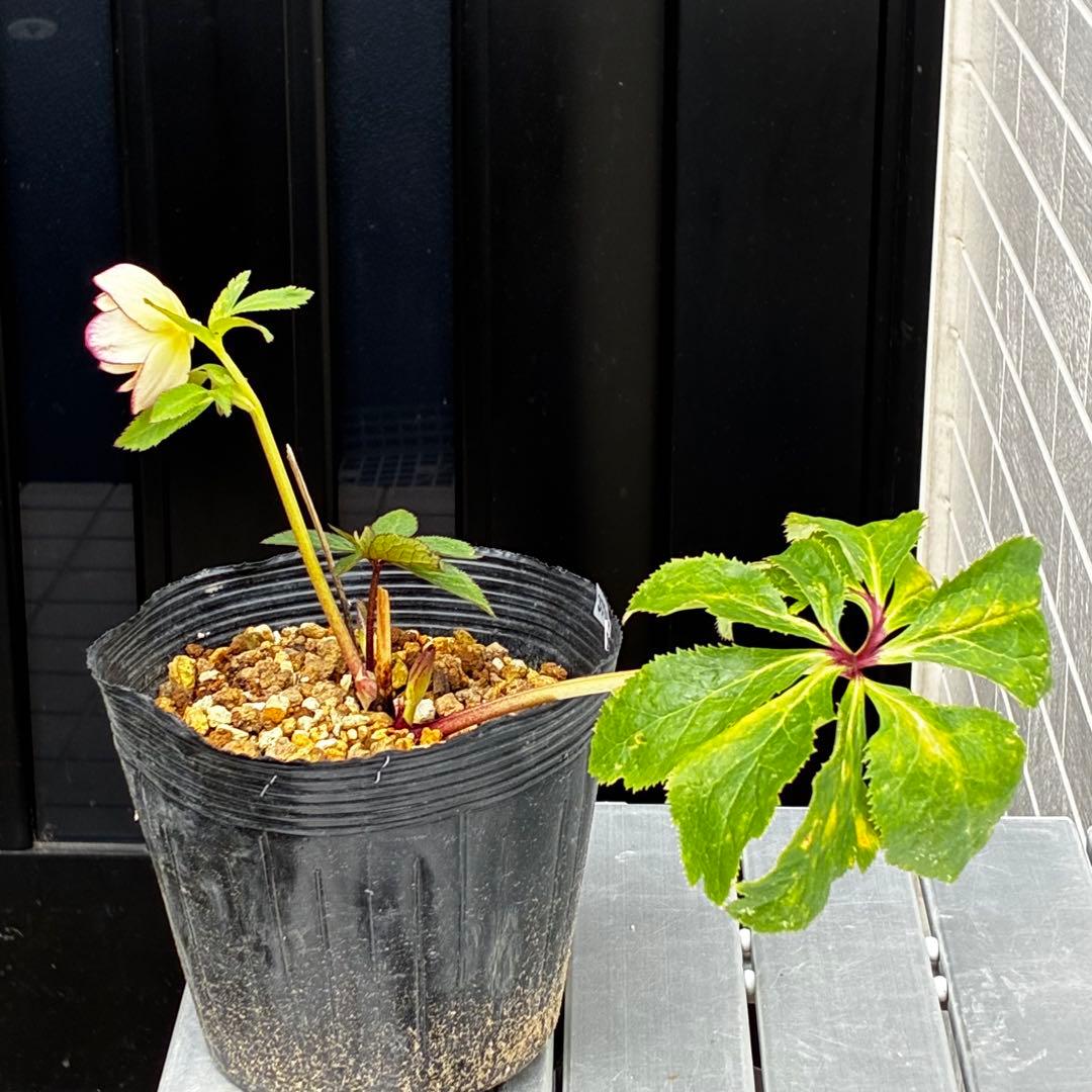 3781☘️2年間管理株☘️極上⭐️高発色の底オーレアの抜け感⭐️リバーシブルオーレア⭐️