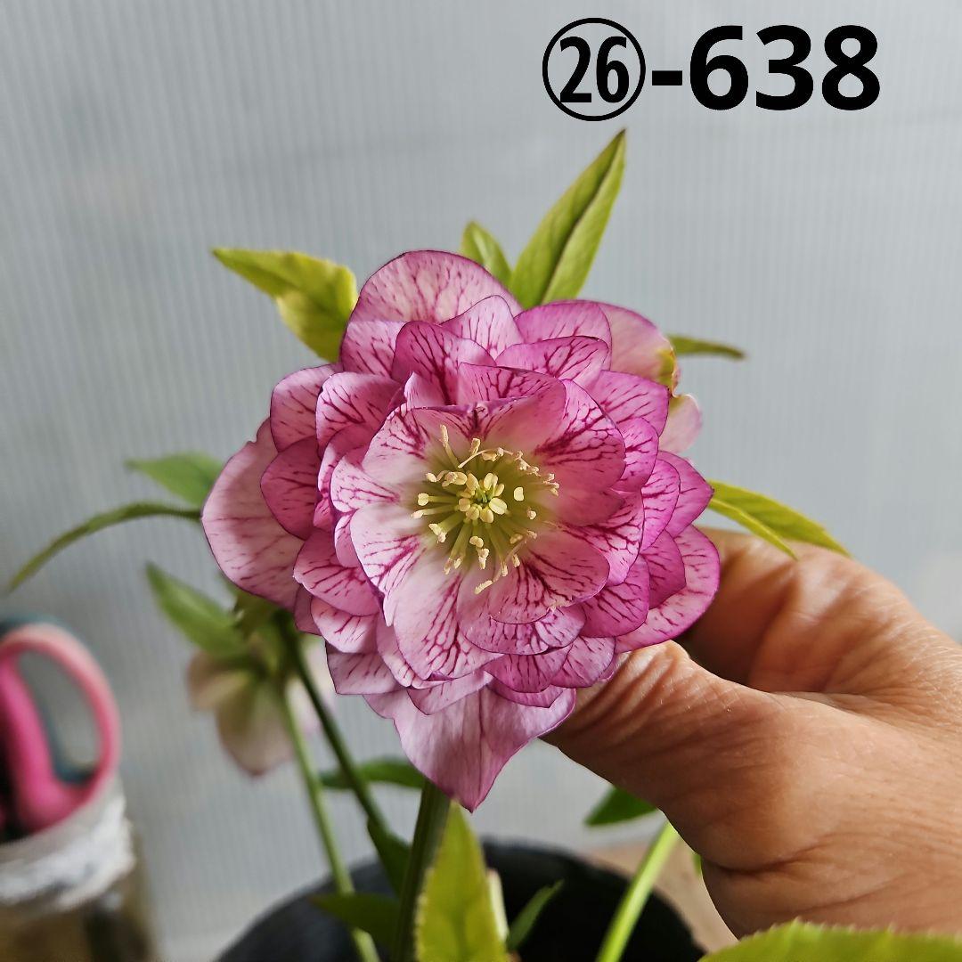 ㉖-638クリスマスローズ