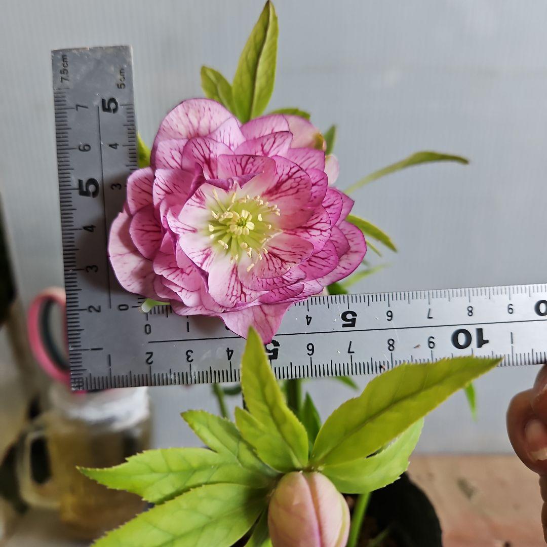 ㉖-638クリスマスローズ