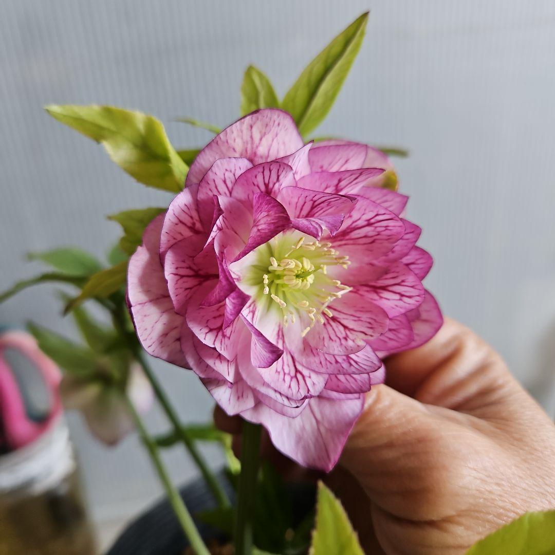 ㉖-638クリスマスローズ