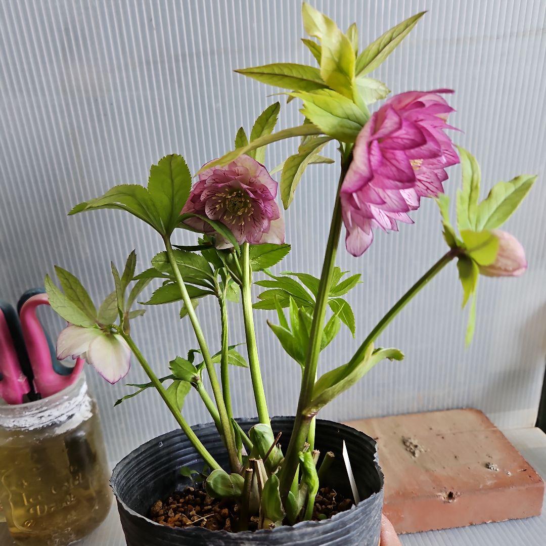 ㉖-638クリスマスローズ