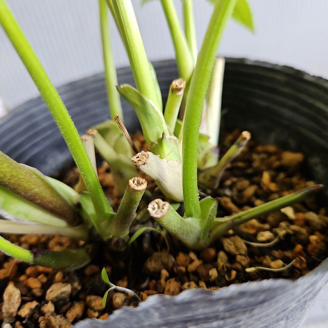 ㉖-638クリスマスローズ