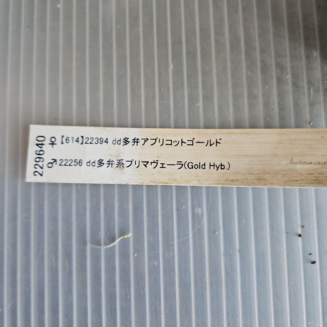 ㉖-638クリスマスローズ