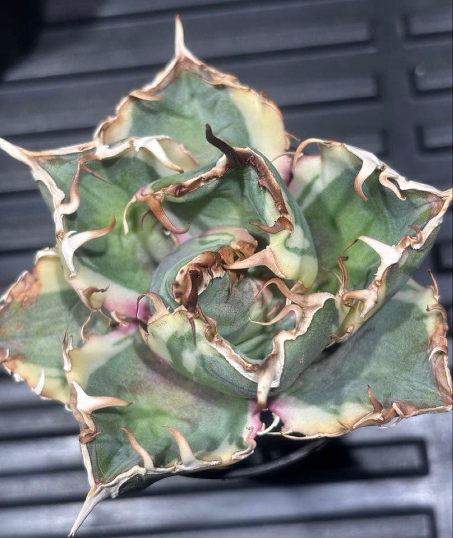 特出！アガベチタノタ白鯨錦（極上株）超S級良形super whale激レア！