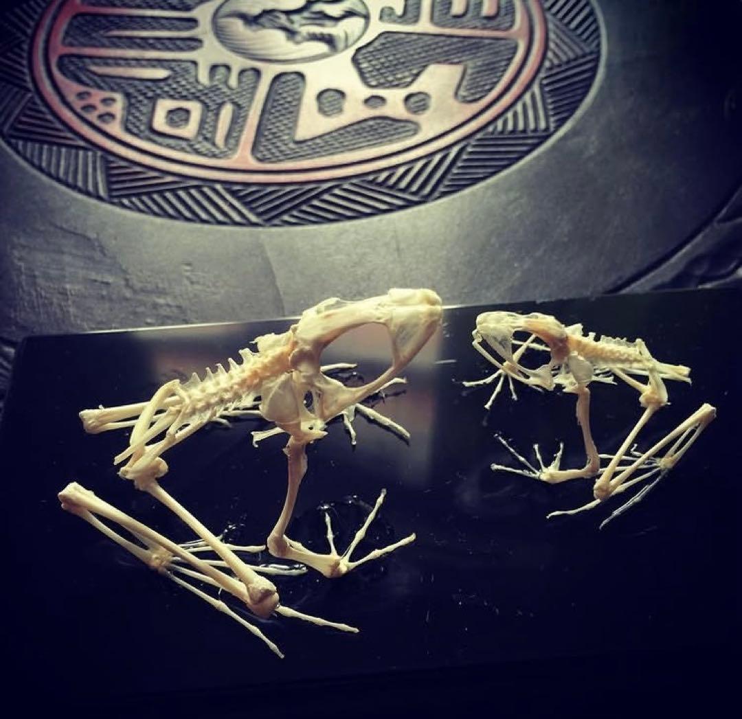 うさぎ工房 多加江セレクト】バリ島 カエル仮面｜Frog Mask｜民芸オブジェ