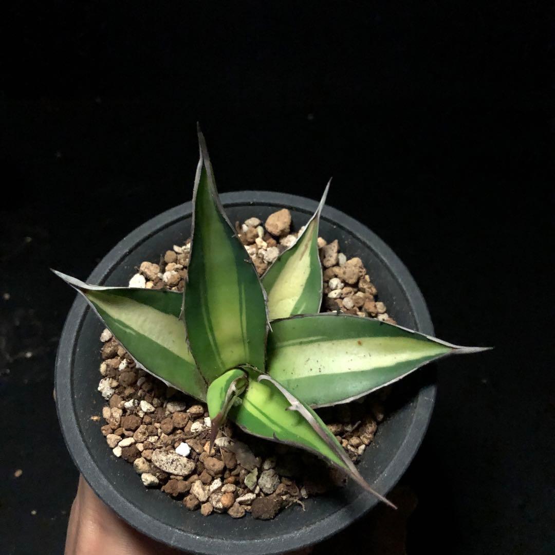 年末セール‼️アガベパープソラム（Purpusorum）‼️24800-16000