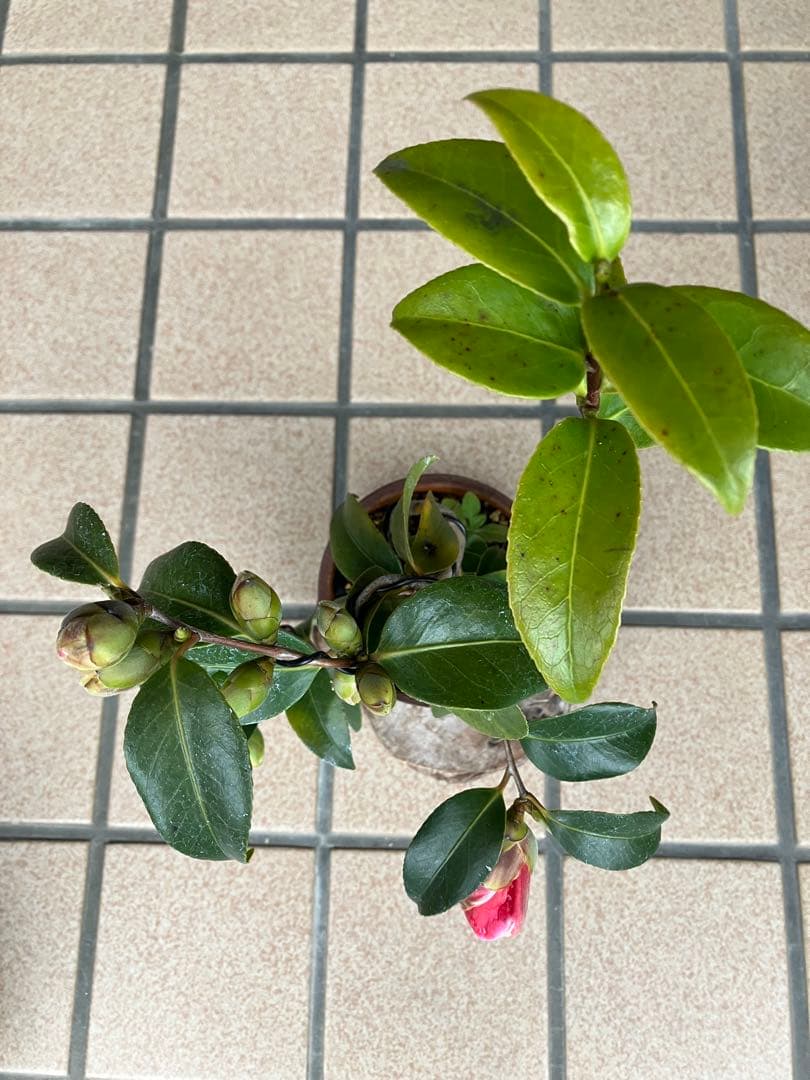 ◉小品盆栽　幻の椿(玉之浦 )　沢山の蕾(10個程)有り　★早いもの勝ち！