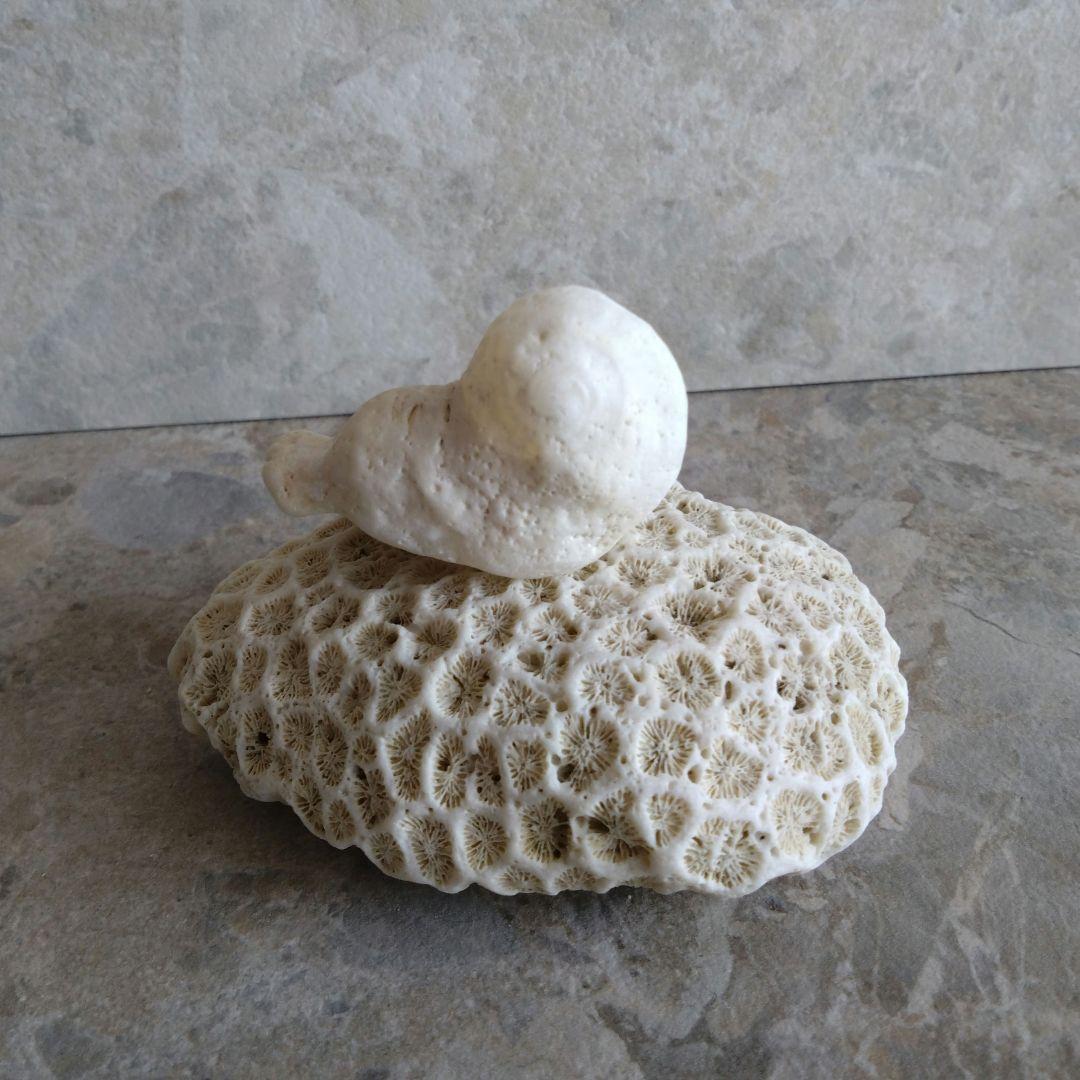 勇姿！！戦い厳しさを感じるケオンさん☆　イシカブラ　ケオン　石　パワーストーン