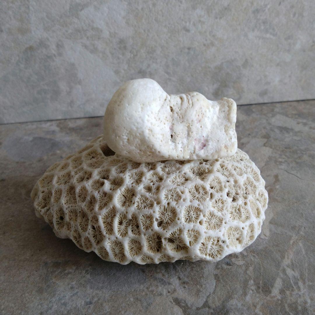 勇姿！！戦い厳しさを感じるケオンさん☆　イシカブラ　ケオン　石　パワーストーン