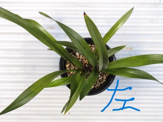 ♧ミスマフェット蘭 花芽計５【株分け済】鉢抜き発送♧
