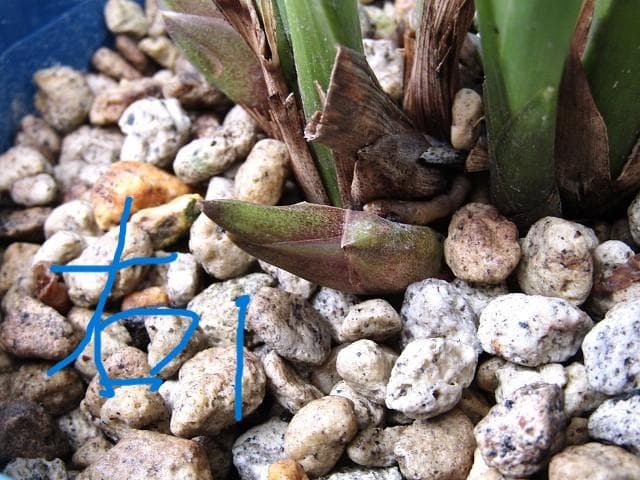 ♧ミスマフェット蘭 花芽計５【株分け済】鉢抜き発送♧
