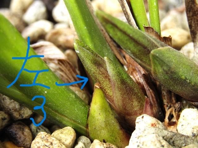 ♧ミスマフェット蘭 花芽計５【株分け済】鉢抜き発送♧