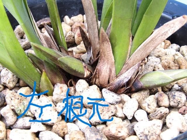 ♧ミスマフェット蘭 花芽計５【株分け済】鉢抜き発送♧