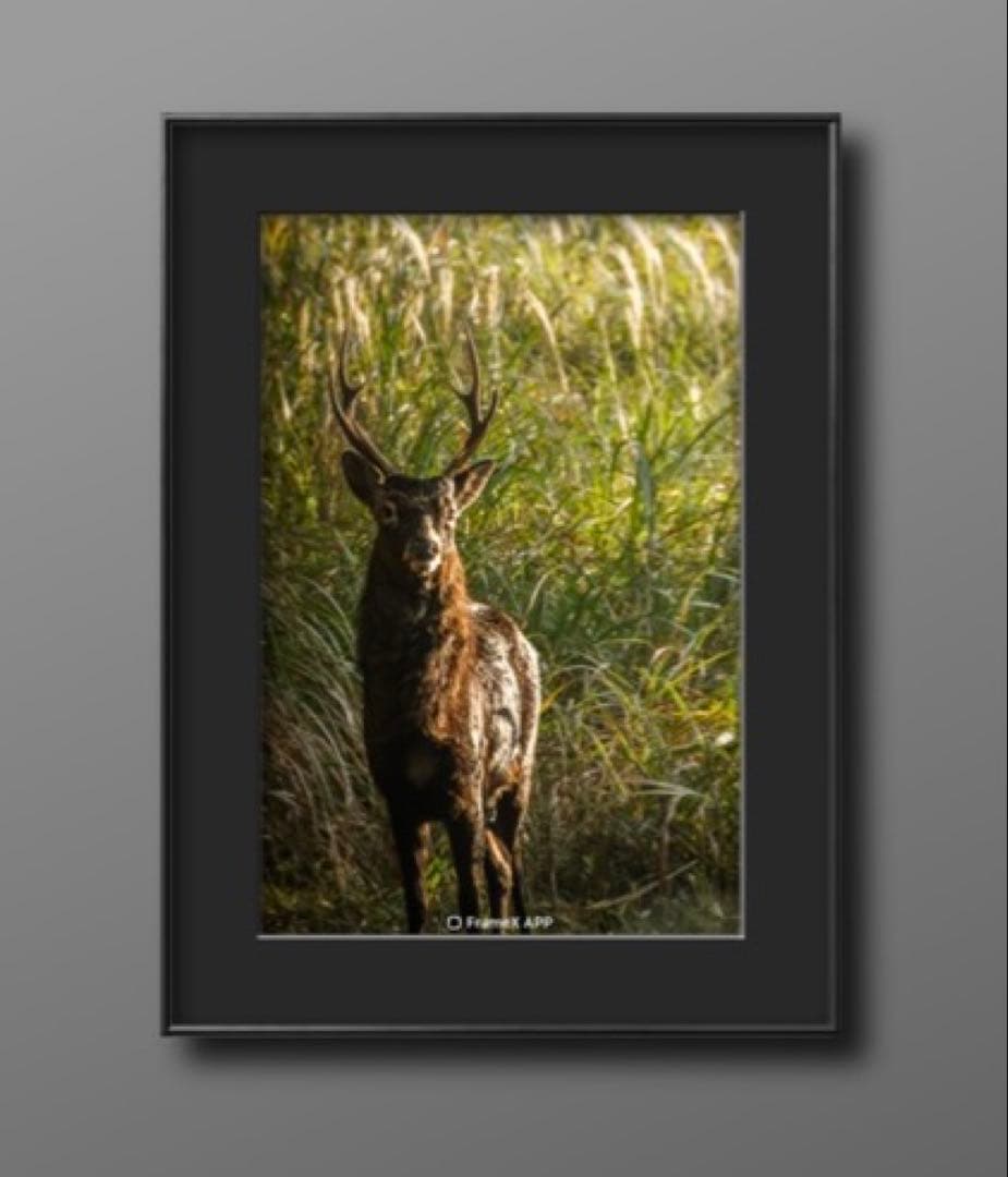 オスの鹿　ポートレート