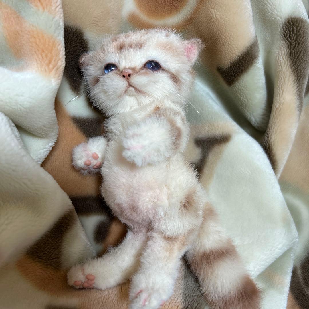 アートドール　スナネコベビー　子猫ちゃん　ぬいぐるみ