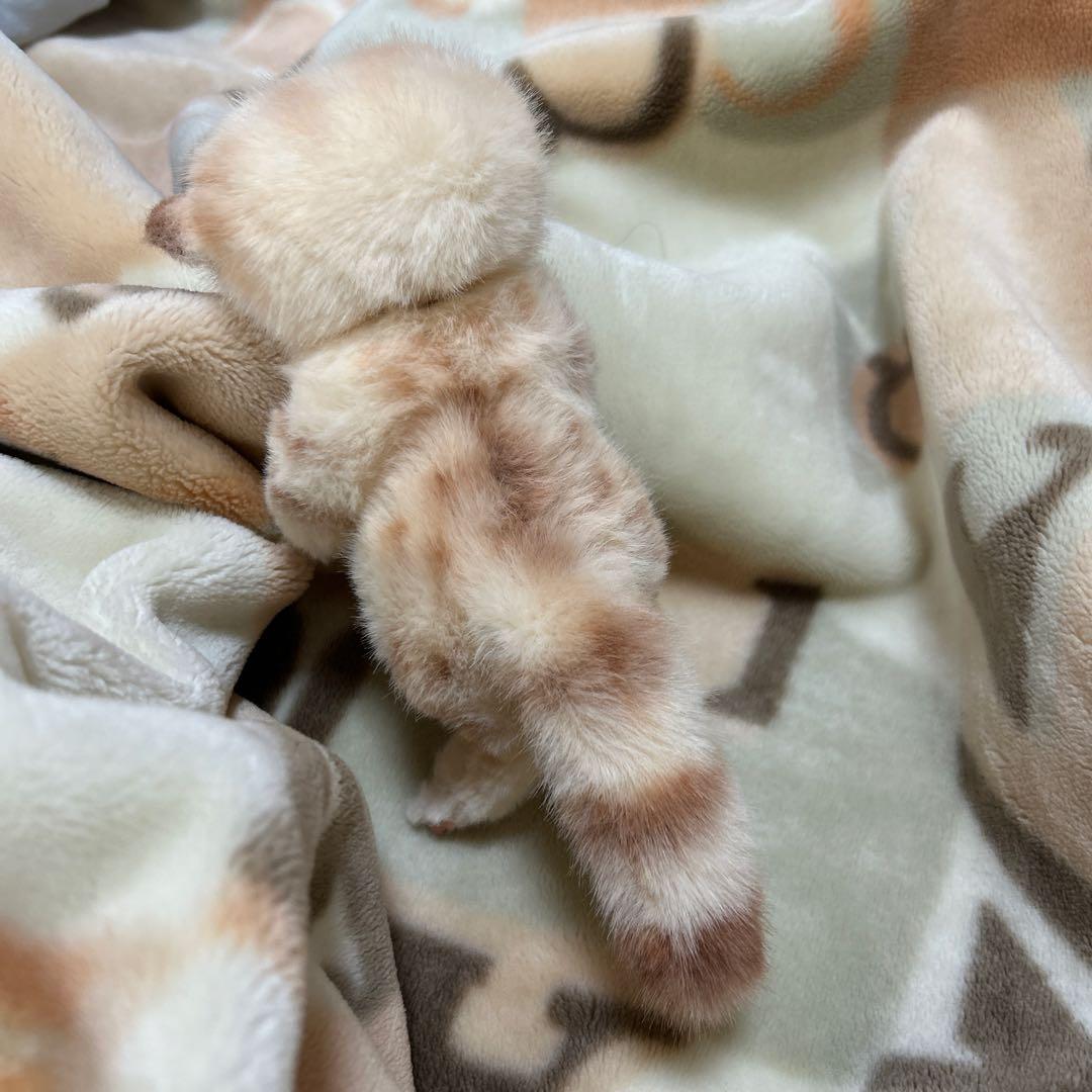 アートドール　スナネコベビー　子猫ちゃん　ぬいぐるみ