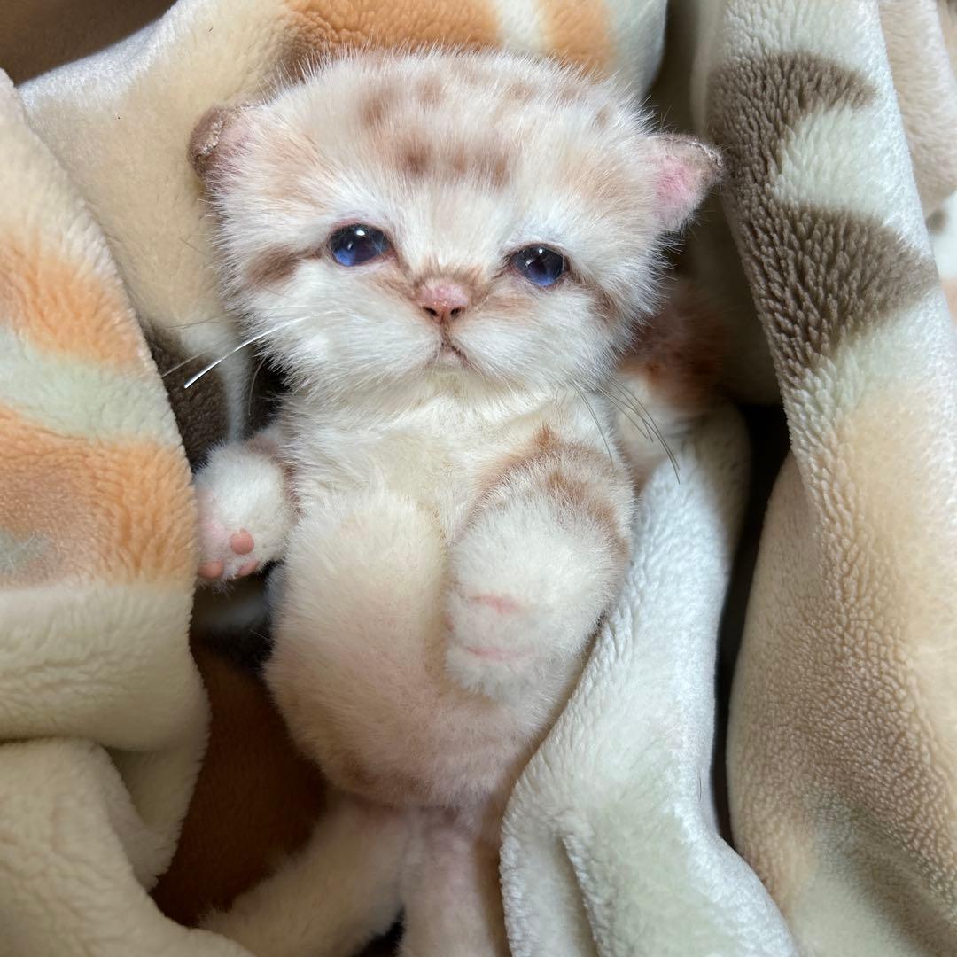 アートドール　スナネコベビー　子猫ちゃん　ぬいぐるみ