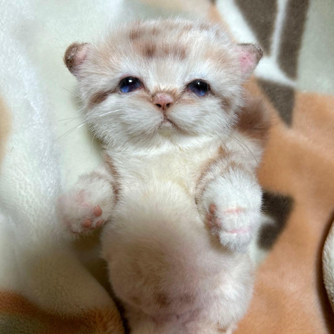 アートドール　スナネコベビー　子猫ちゃん　ぬいぐるみ