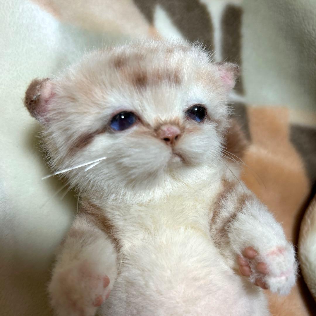アートドール　スナネコベビー　子猫ちゃん　ぬいぐるみ