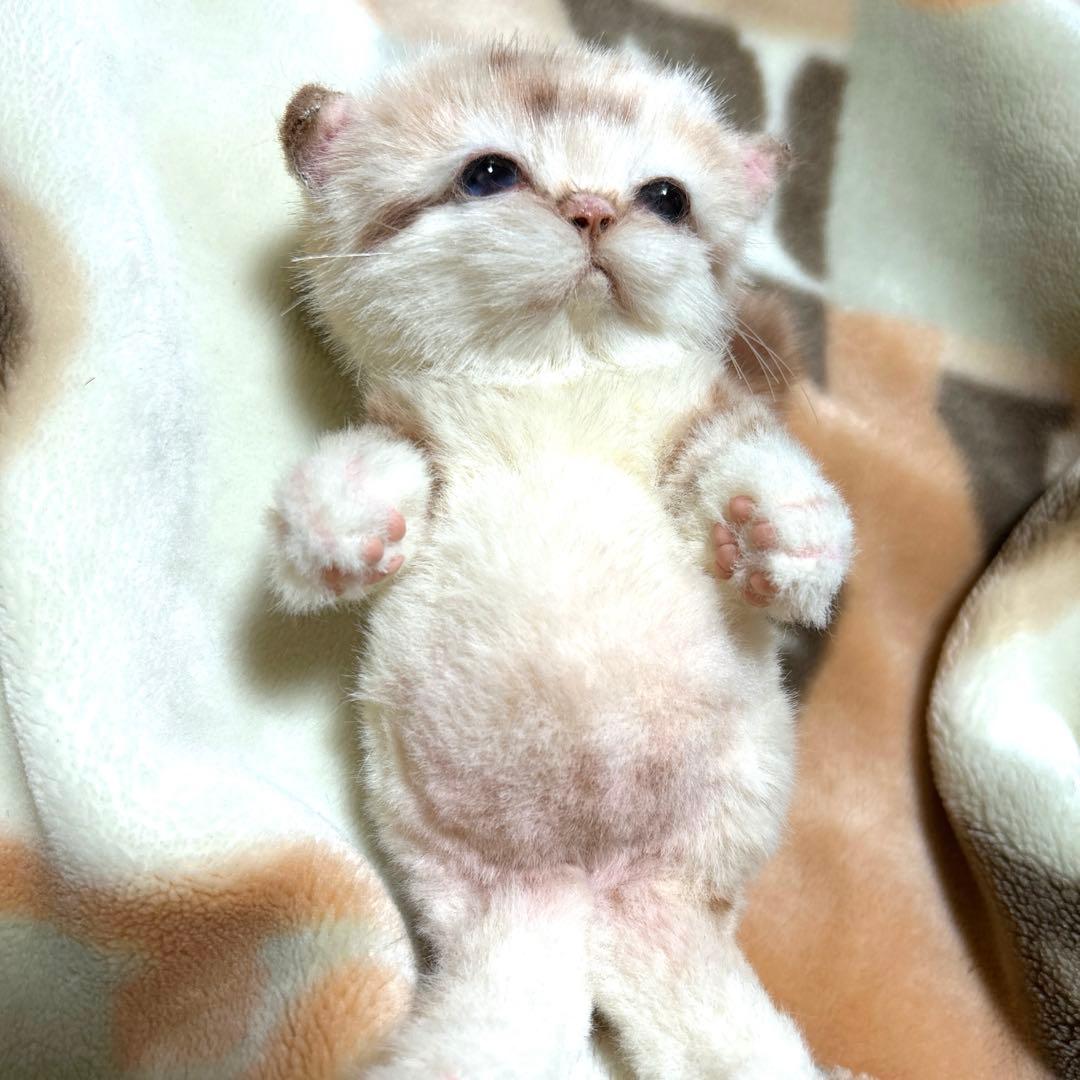 アートドール　スナネコベビー　子猫ちゃん　ぬいぐるみ