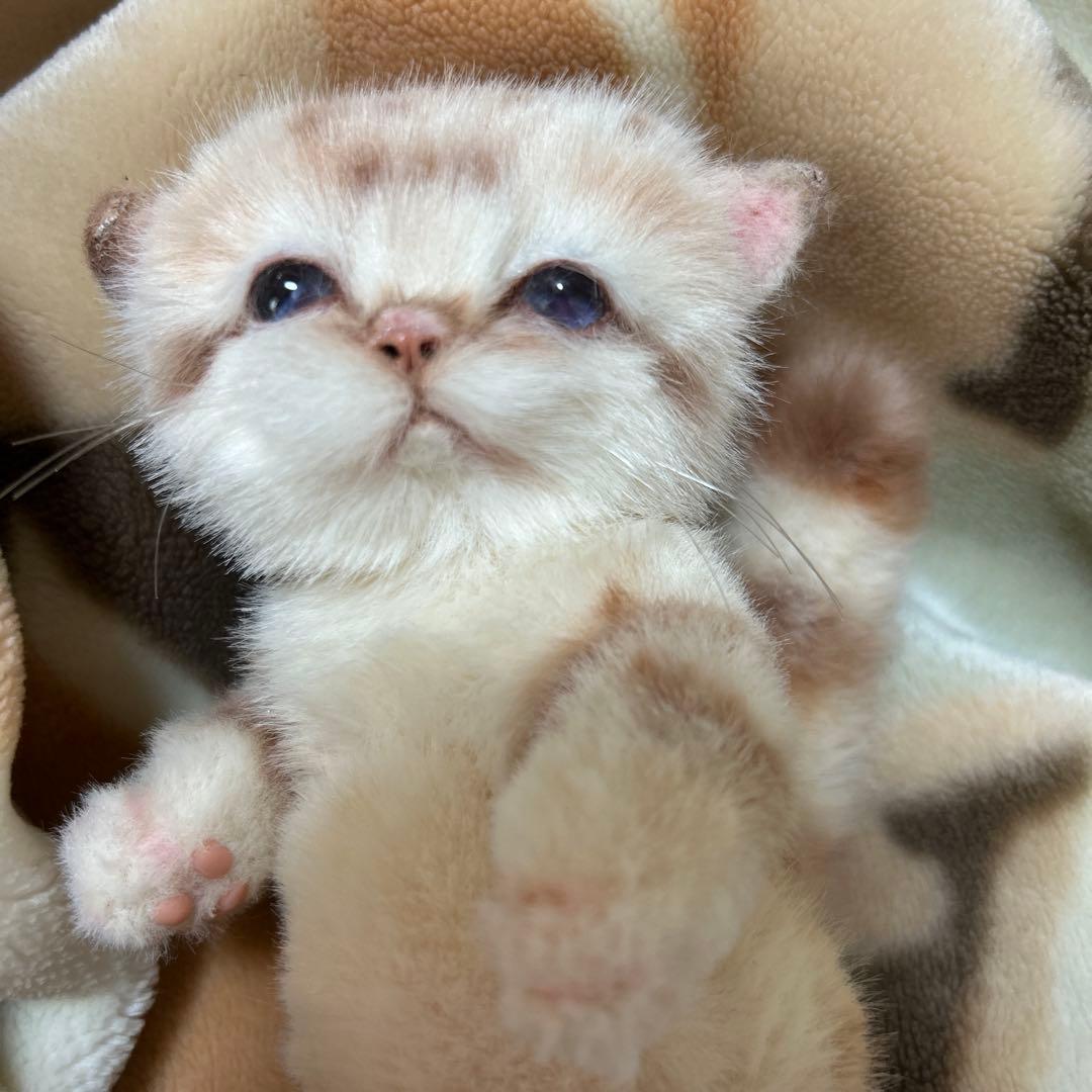 アートドール　スナネコベビー　子猫ちゃん　ぬいぐるみ