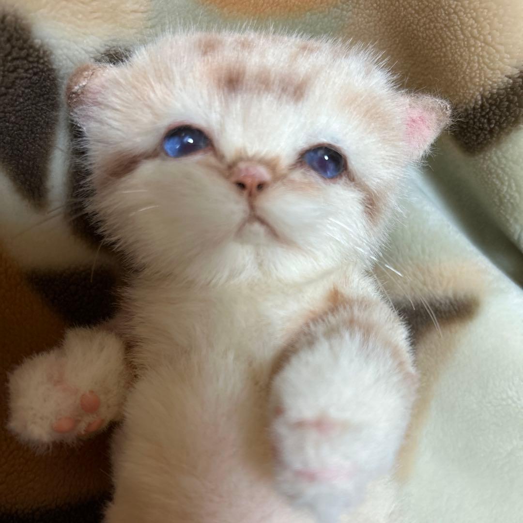 アートドール　スナネコベビー　子猫ちゃん　ぬいぐるみ