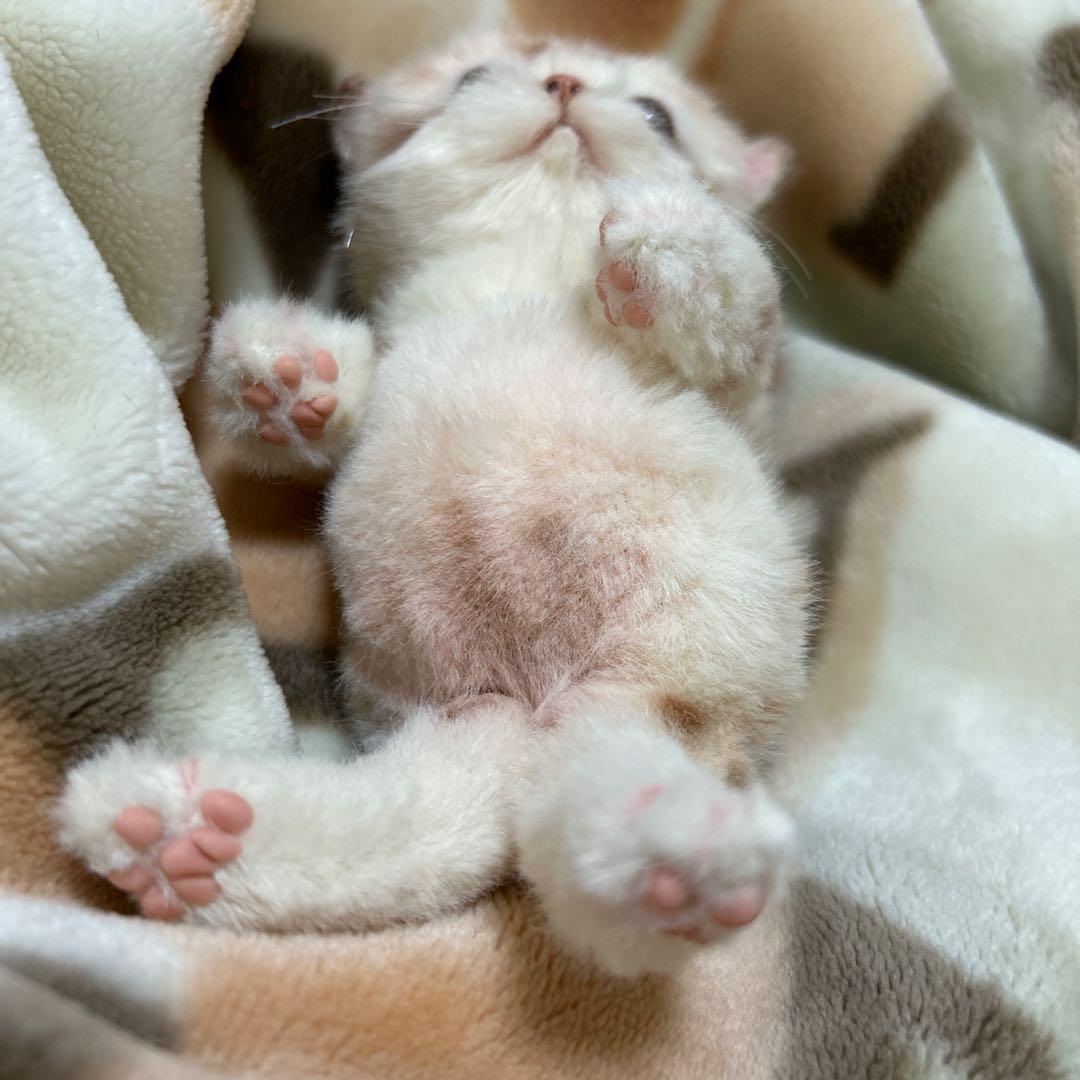 アートドール　スナネコベビー　子猫ちゃん　ぬいぐるみ