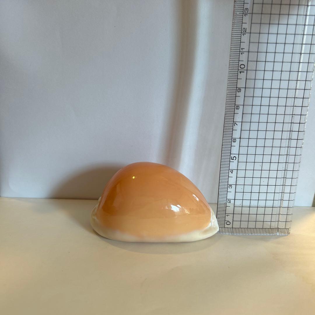 貝殻　ナンヨウタカラ