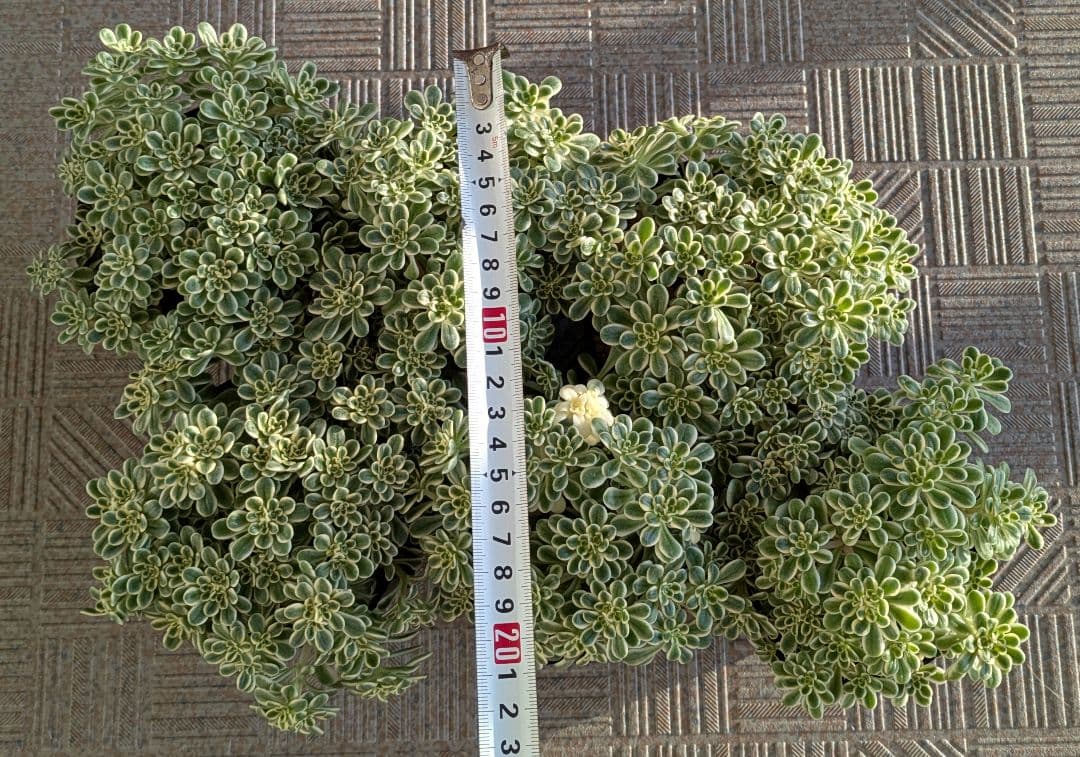 斑入り葉セダム　ポットのまま発送　多肉植物　セダム　浜万年草錦　植物