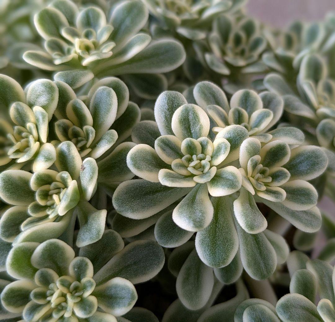 斑入り葉セダム　ポットのまま発送　多肉植物　セダム　浜万年草錦　植物