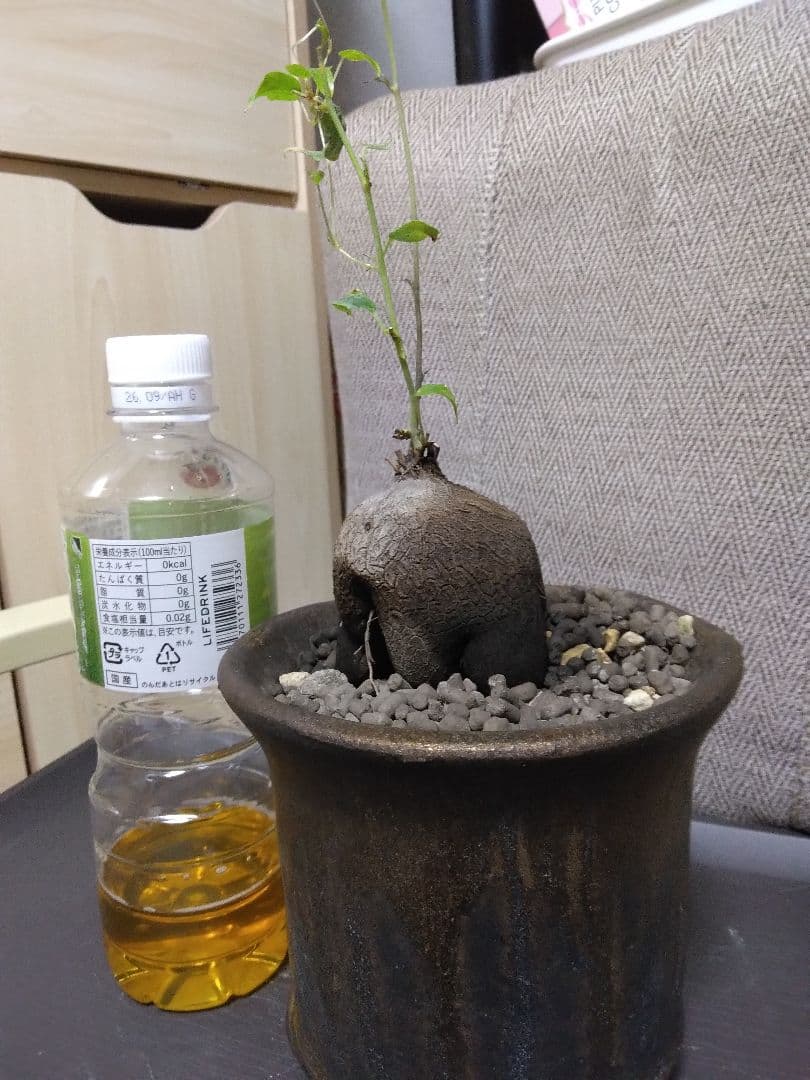 メキシコ亀甲龍　デカっ　レア　鉢別