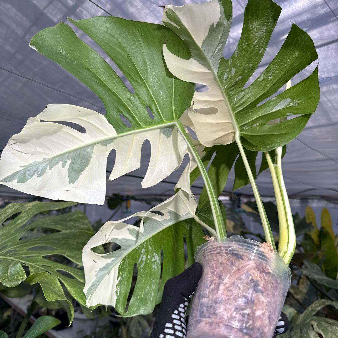 4 モンステラ　ボルギシアナ　アルボ　ホワイトタイガー白斑　健康カット苗