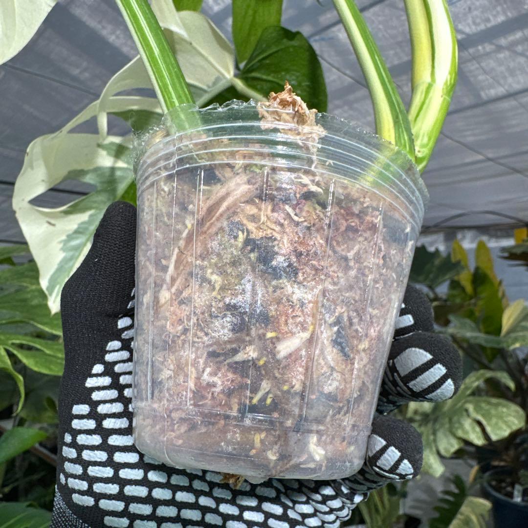 4 モンステラ　ボルギシアナ　アルボ　ホワイトタイガー白斑　健康カット苗