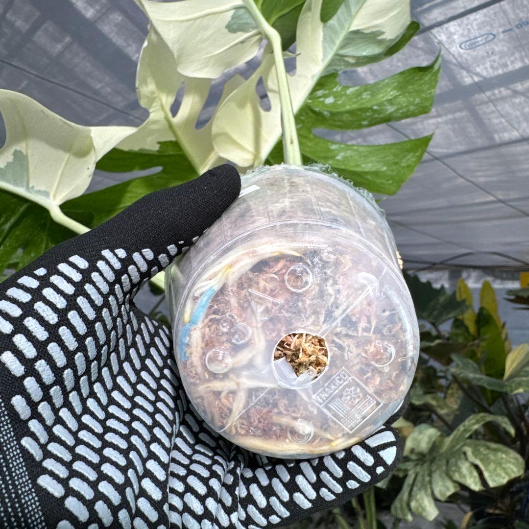 4 モンステラ　ボルギシアナ　アルボ　ホワイトタイガー白斑　健康カット苗