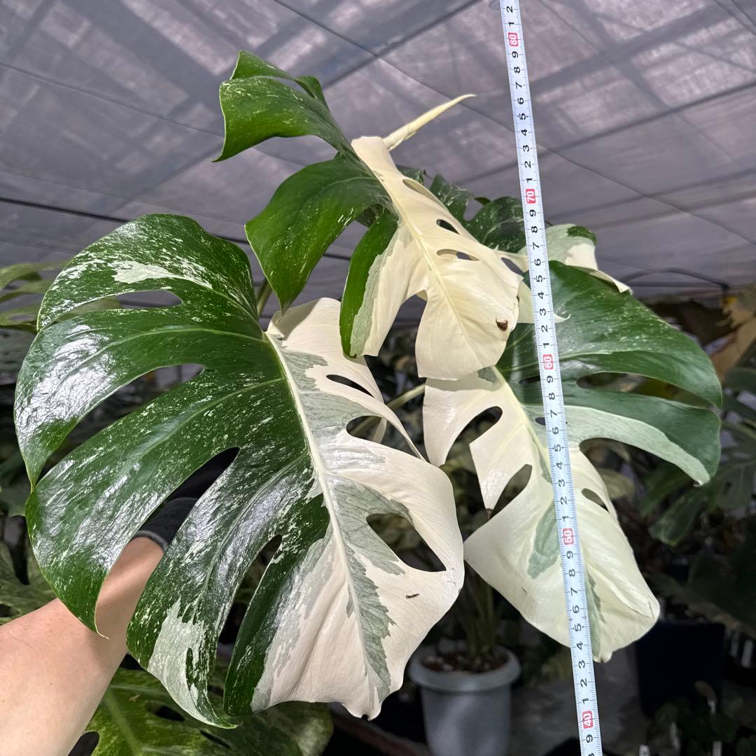 4 モンステラ　ボルギシアナ　アルボ　ホワイトタイガー白斑　健康カット苗